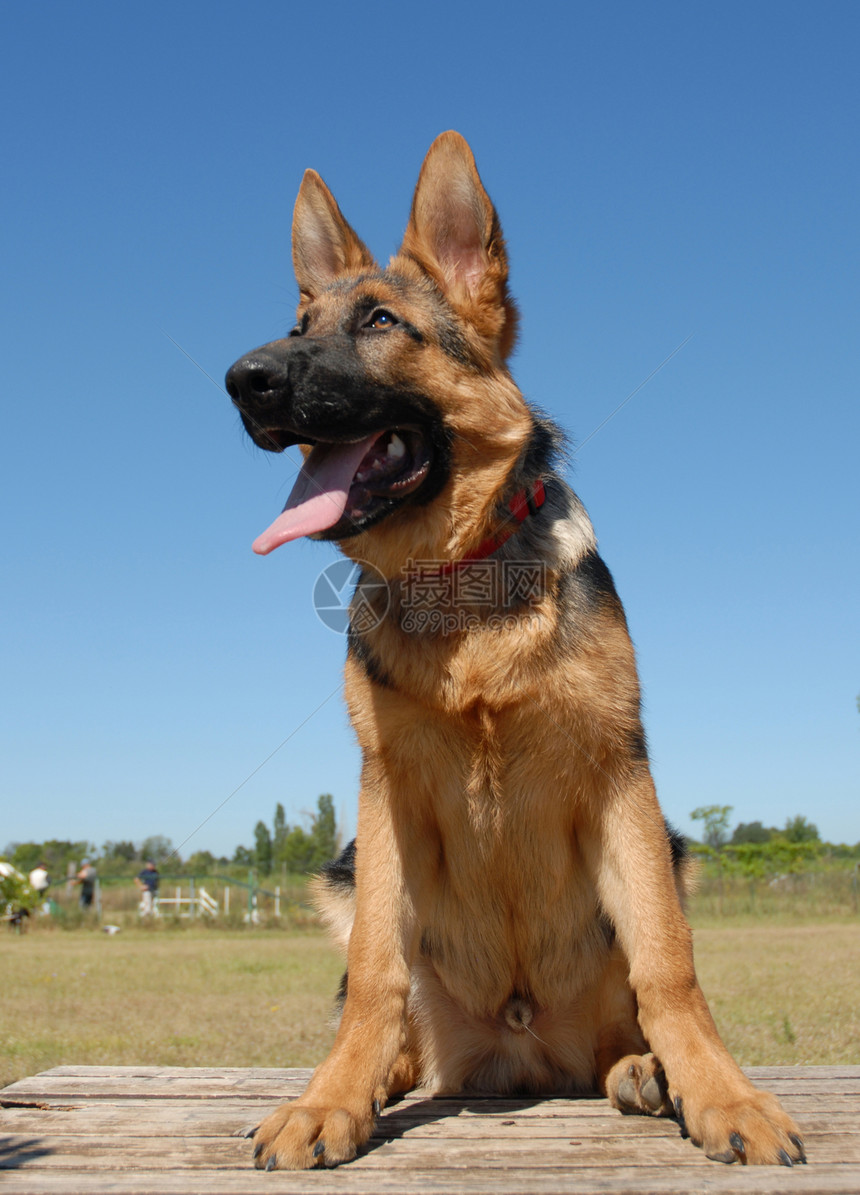 小狗德国牧羊人犬类警觉动物蓝色毛皮眼睛牧羊犬婴儿宠物天空图片