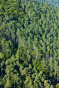 森林树木植物群外观植被植物绿色背景图片