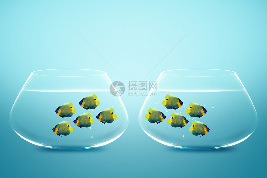 两条鱼缸中的两组敌人天使鱼图片