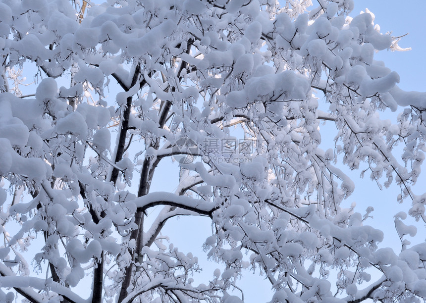 积雪冰雪 树枝上的冰雪木头水晶冰柱风暴寒意森林蓝色天气公园季节图片