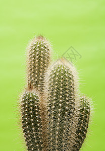 仙地生长绿色植物尖刺沙漠背景图片