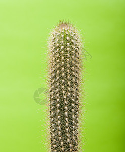 仙地生长植物尖刺绿色沙漠背景图片