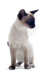 暹罗猫西亚小猫工作室白色动物爪子宠物背景