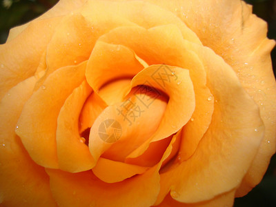 全闪光中的黄玫瑰背景图片