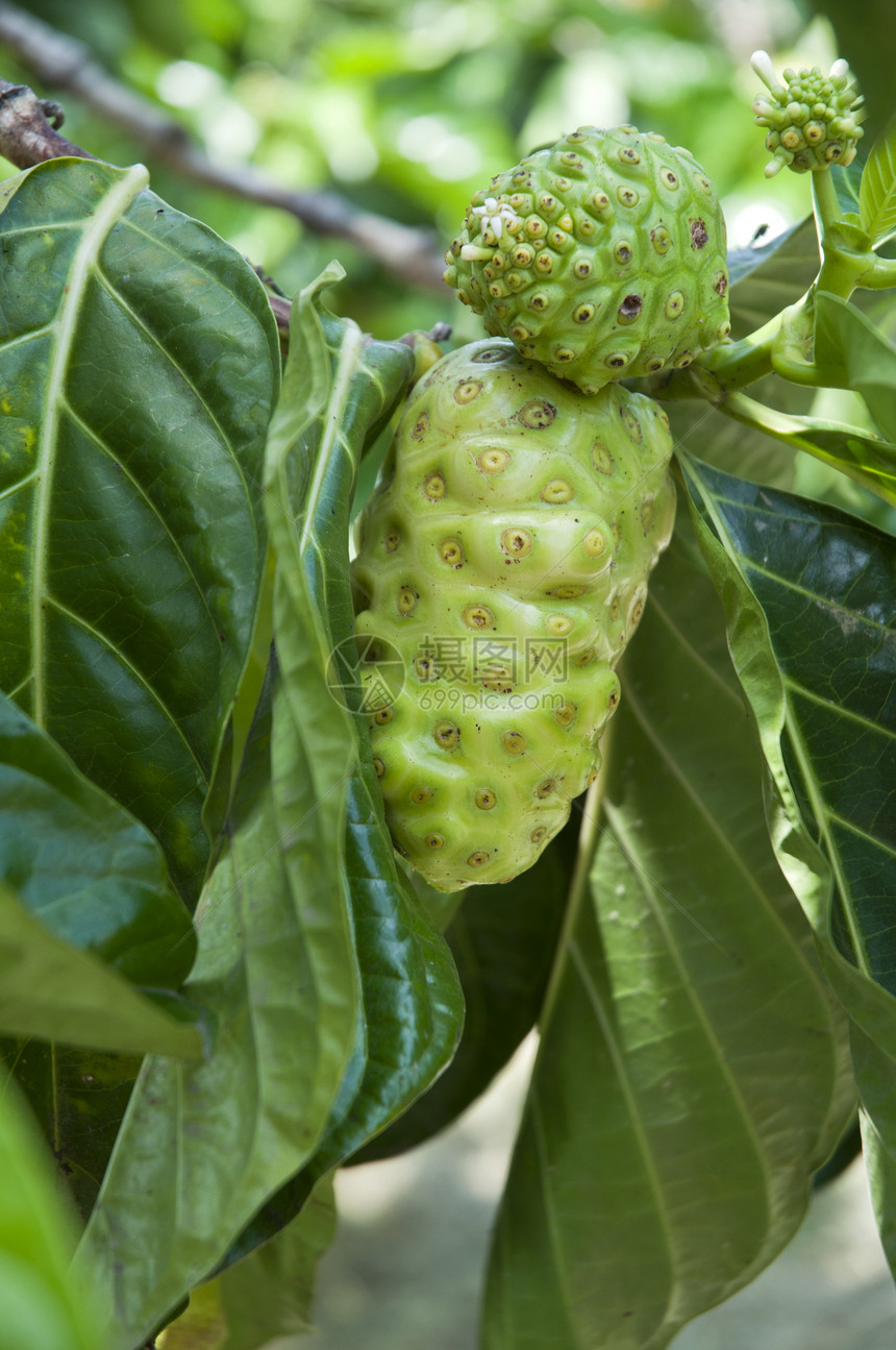 诺尼水果医疗热带叶子植物饮食药品健康营养绿色图片