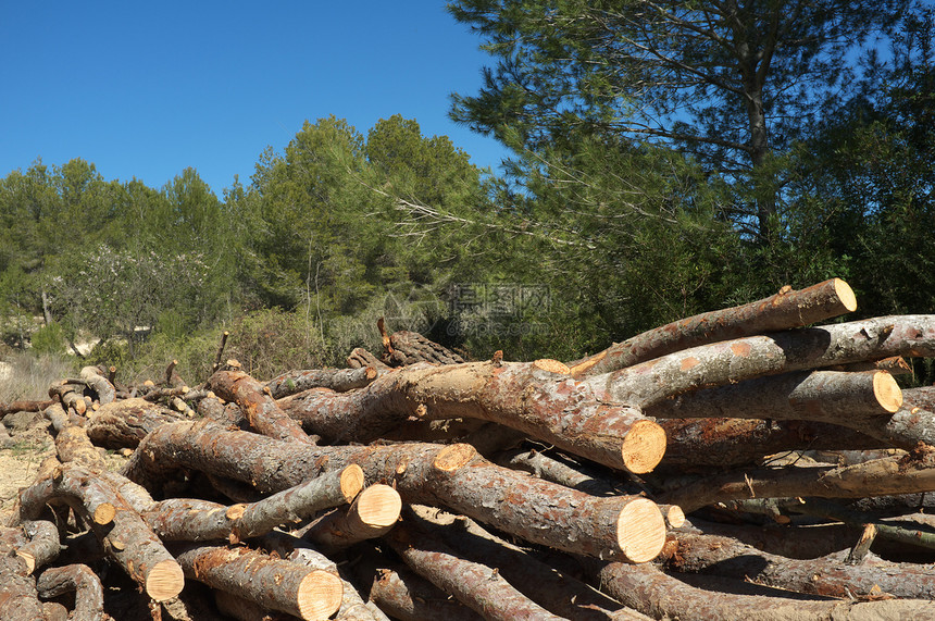 林业工作日志树干森林水平林地树木木头松树伐木工木材图片