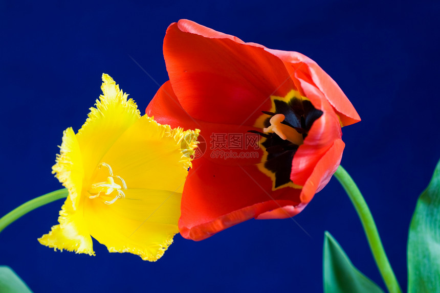 两个郁金香季节植物绿色蓝色红色花瓣叶子香水黄色图片