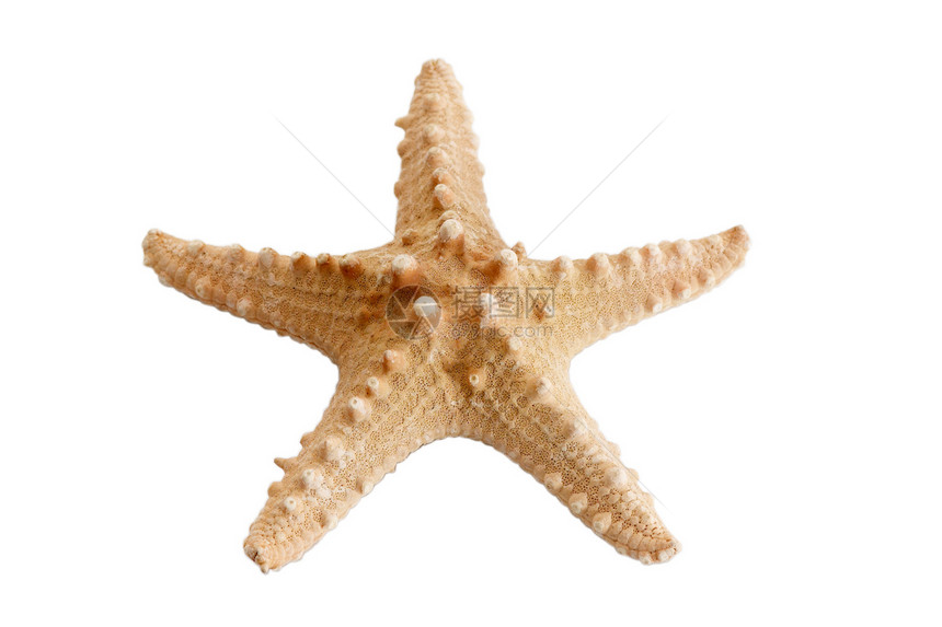 恒星星艺术星星装饰品温泉海岸贝壳海洋图片