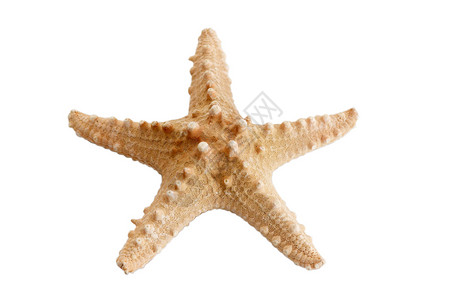 恒星星艺术星星装饰品温泉海岸贝壳海洋高清图片
