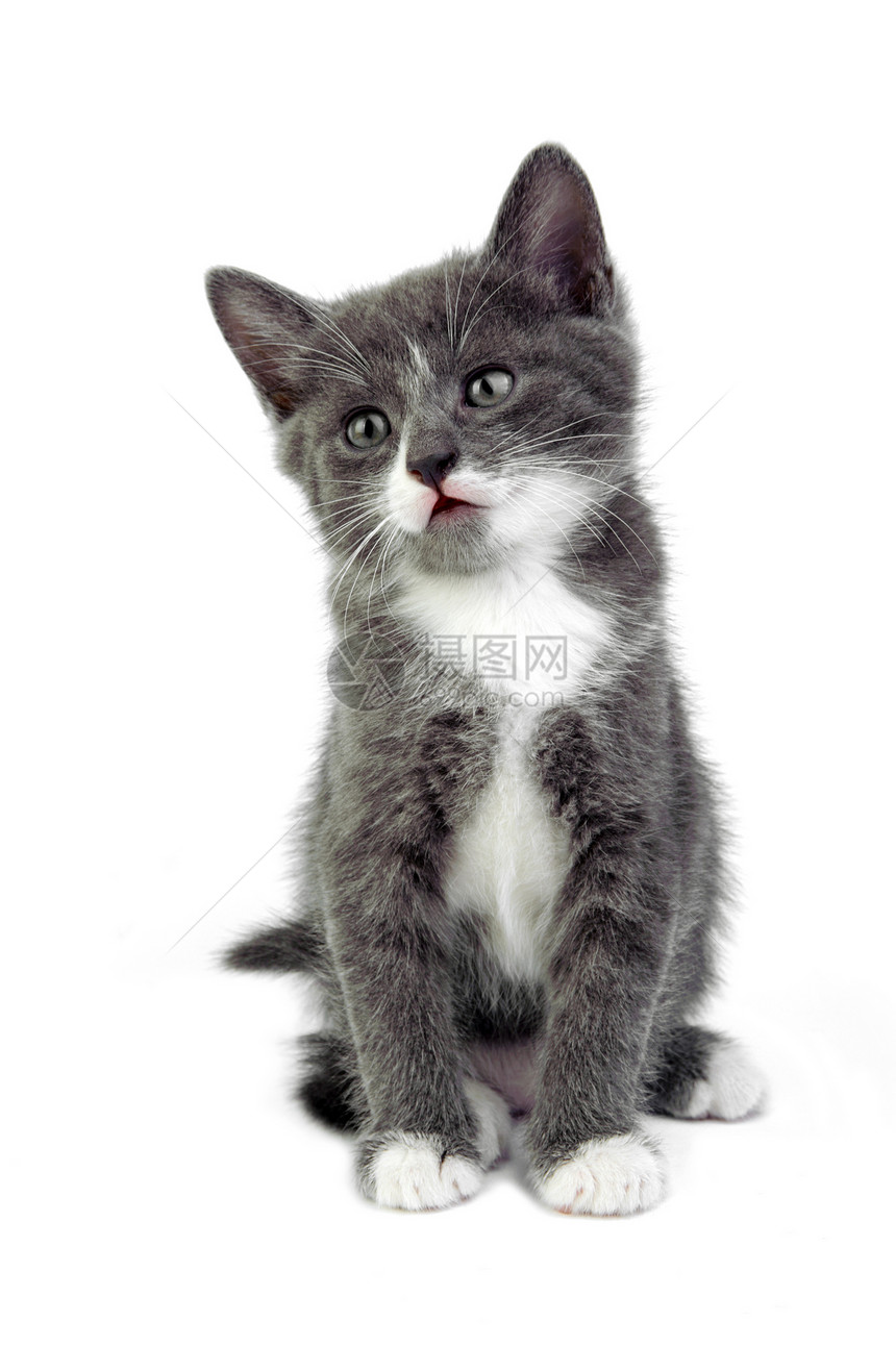 小猫咪灰色胡须猫咪宠物猫科动物爪子小猫白色毛皮图片