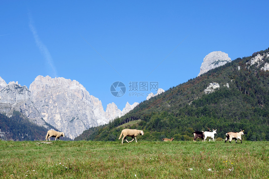 粘着羊肉生活乡村农业山羊绿色草地家畜蓝色团体图片