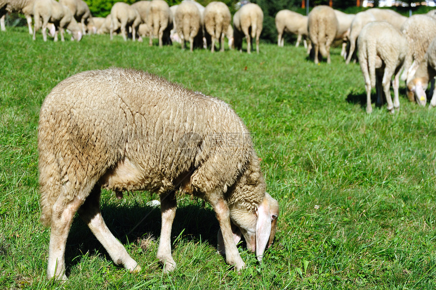 EweEwe羊肉草地哺乳动物牧场农场农业动物白色场地乡村图片