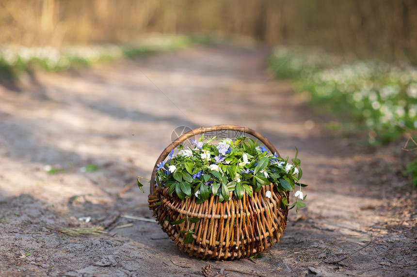 篮子里的鲜花活力车道植物木头绿色季节生活植物群柳条公园图片