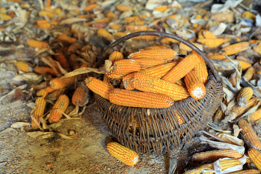 玉米角团体文化黄色乡村农场蔬菜农业植物种子季节图片