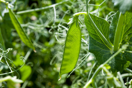 豆果菜园扁豆食物阳光绿色植物小吃园艺蔬菜叶子背景图片