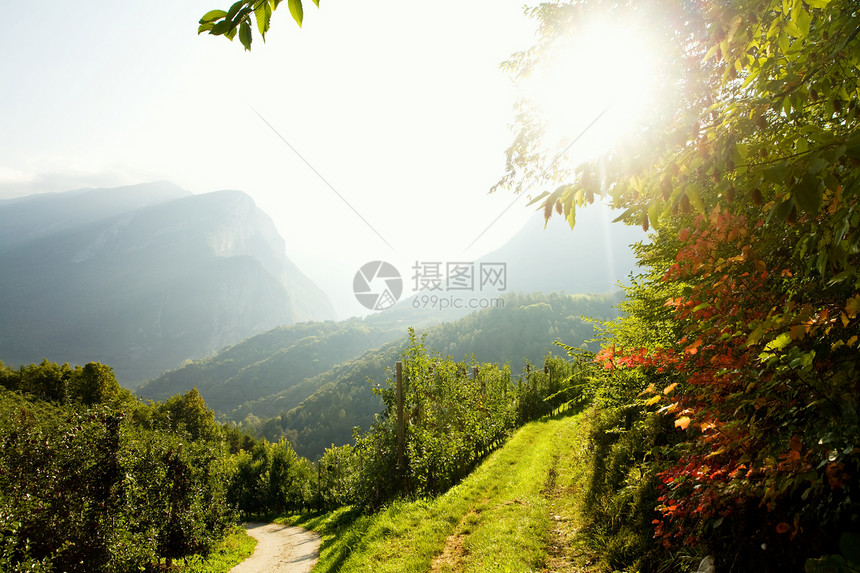 藤弦季节水果农业太阳乡村藤蔓农场场景水平图片