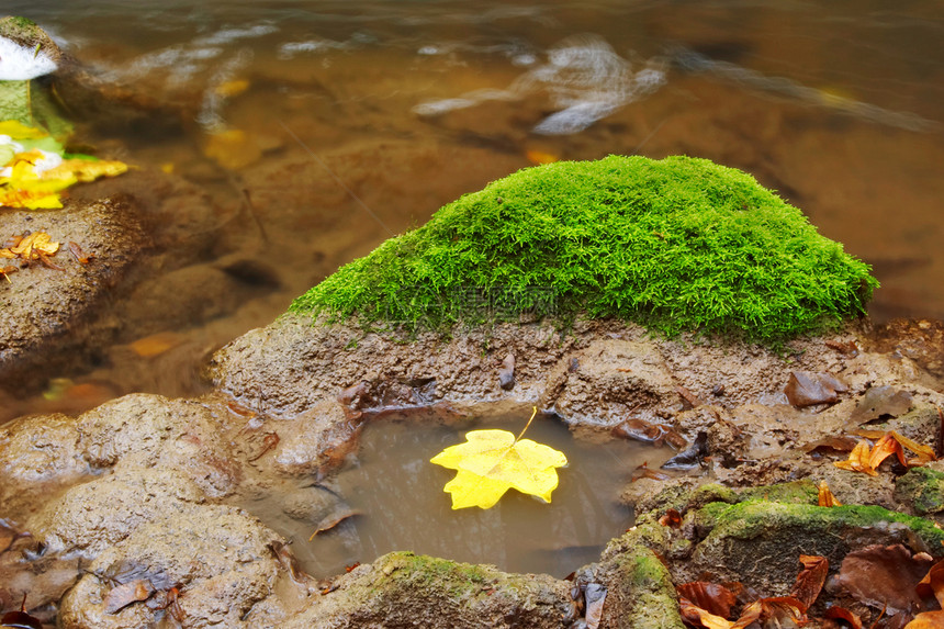 河里叶子树林巨石岩石石头苔藓季节河道场景阳光溪流图片