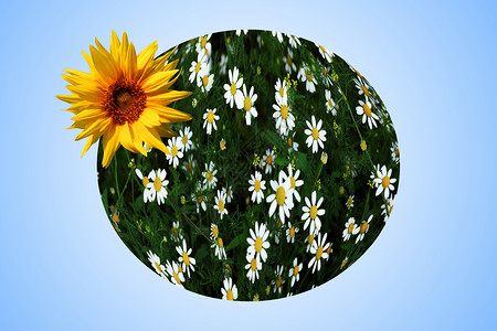 地球行星框架土地花瓣生态空白黄色边界植物背景图片