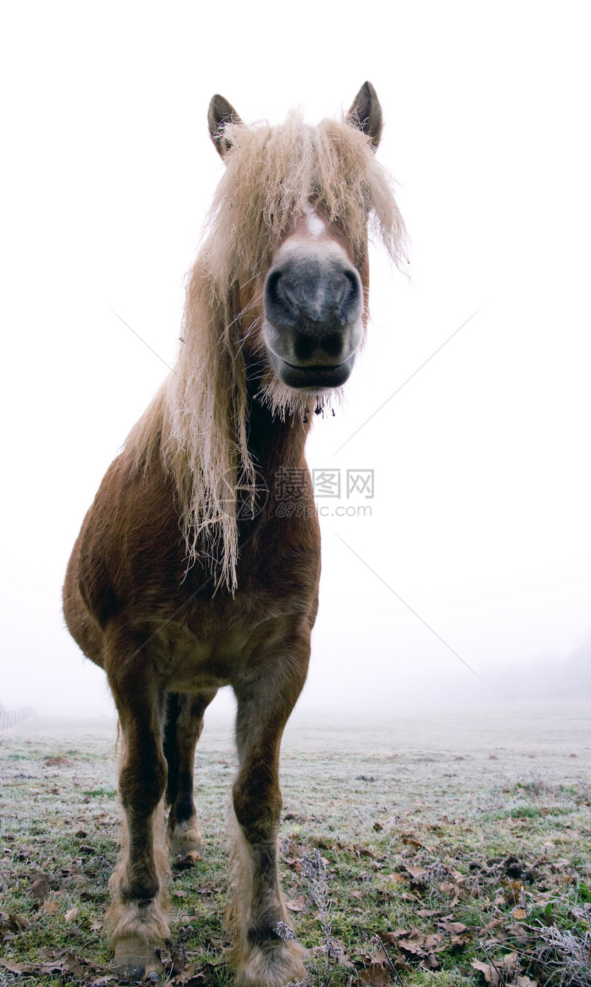 古马马乡村太阳动物草原野生动物荒野牧场橙子小马骑术图片