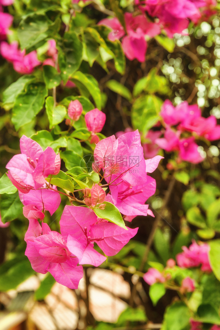 花园中美丽的粉红色花朵粉色植物花瓣叶子植物群图片