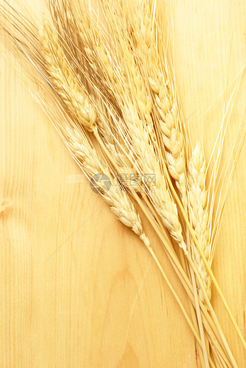 胡子小麦木板燕麦农场稻草栽培生产种子收获季节植物图片