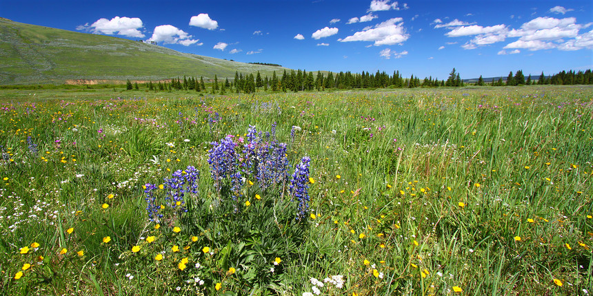 Bighorn 国家森林野花天空植被湿地栖息地杂草草原植物群旅行绿地生态图片