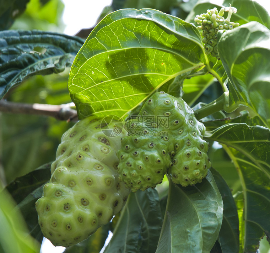 诺尼叶子药品饮食热带水果医疗营养植物绿色健康图片