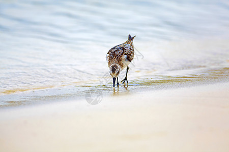 模仿麦克唐纳迪托尔图加湾的嘲笑鸟羽毛支撑海滩边缘海浪水平翅膀荒野野生动物海洋背景