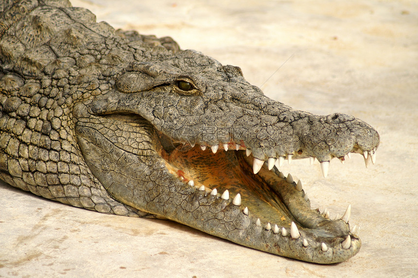 危险危险的鳄鱼动物食肉哺乳动物荒野皮革眼睛热带野生动物隐藏侵略图片