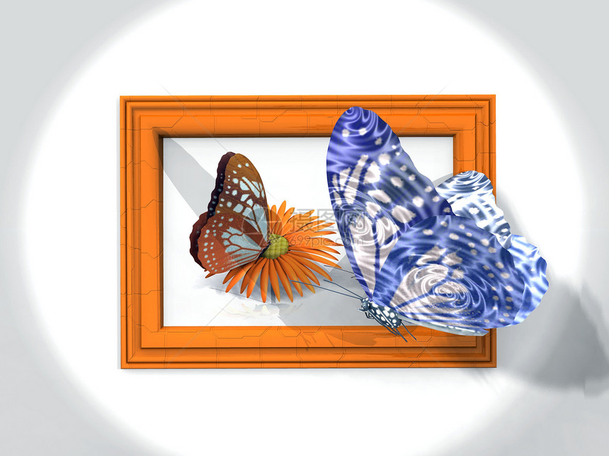 蝴蝶和框架白色空白插图昆虫翅膀艺术照片黑色图片