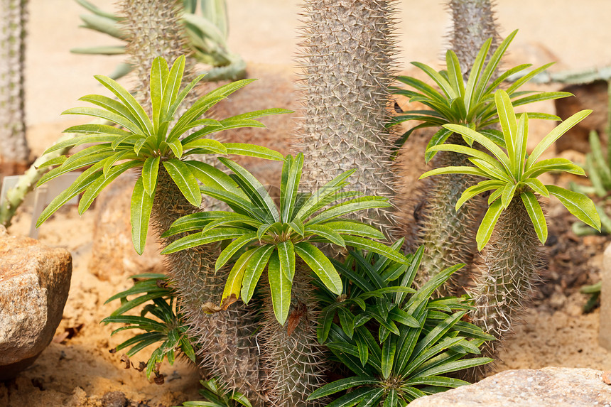 仙人掌生长详情阳光水果贴纸植物学情调异国植物沙漠生态荒野图片