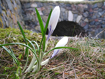 白色春秋花的近距离生长叶子植物群植物大器紫色花园地面阳光花朵背景图片