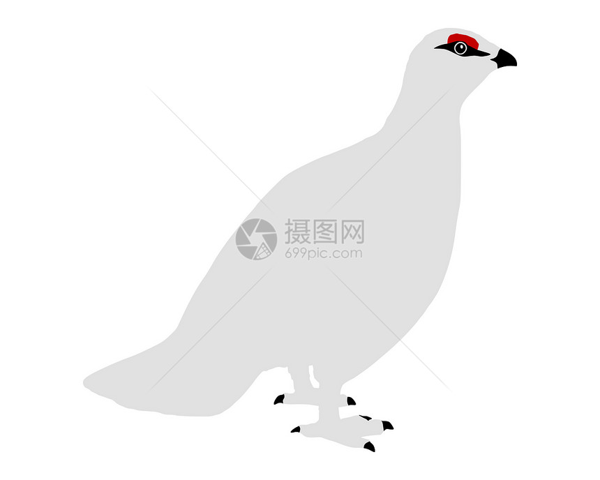 Ptarmigan小鸡突变体白色岩石插图兔兔动物图片