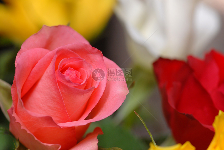 粉红玫瑰红色焦点花朵选择性花束黄色图片