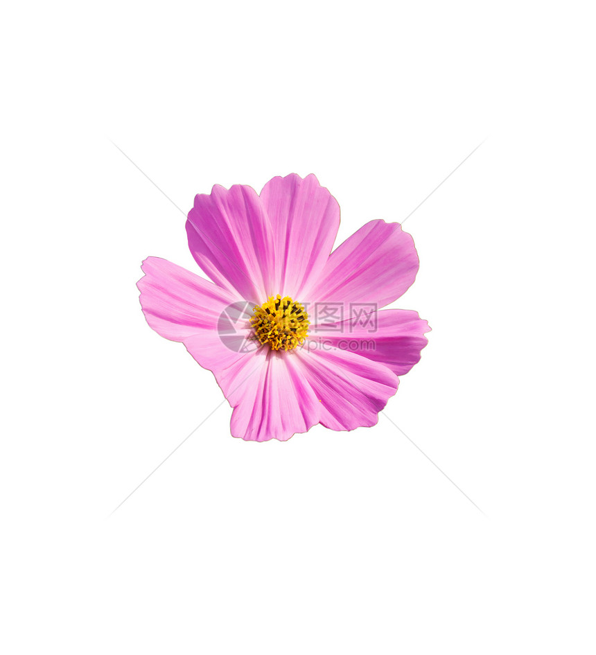 粉粉宇宙花朵植物群菊科花园乡村粉色雏菊花瓣季节白色图片