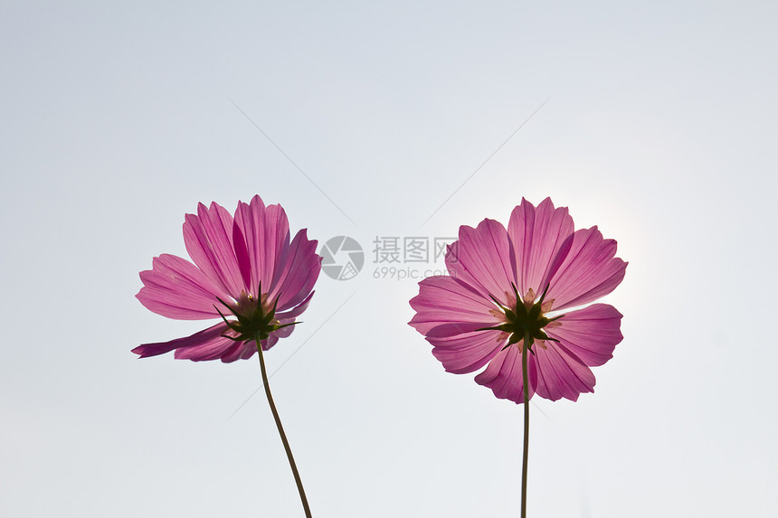 粉粉宇宙花朵场地公园花瓣季节植物农村花园雏菊森林植物群图片