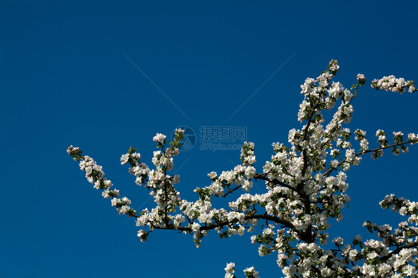 白苹果和粉红苹果花天空植物群太阳季节枝条香气果园花瓣植物园艺图片