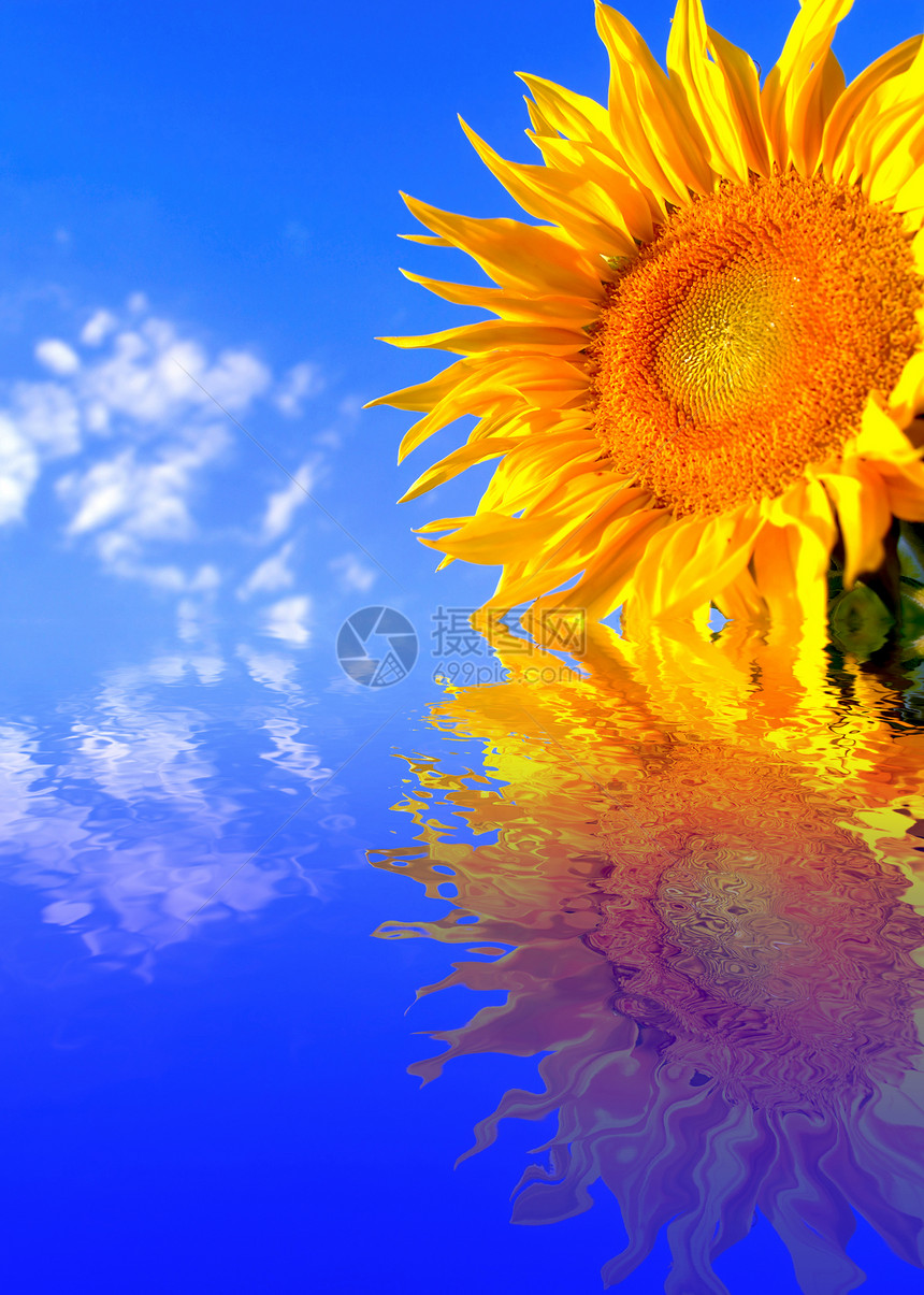 背景向日葵活力黄色花店花瓣绿色天空场地药品生长花束图片
