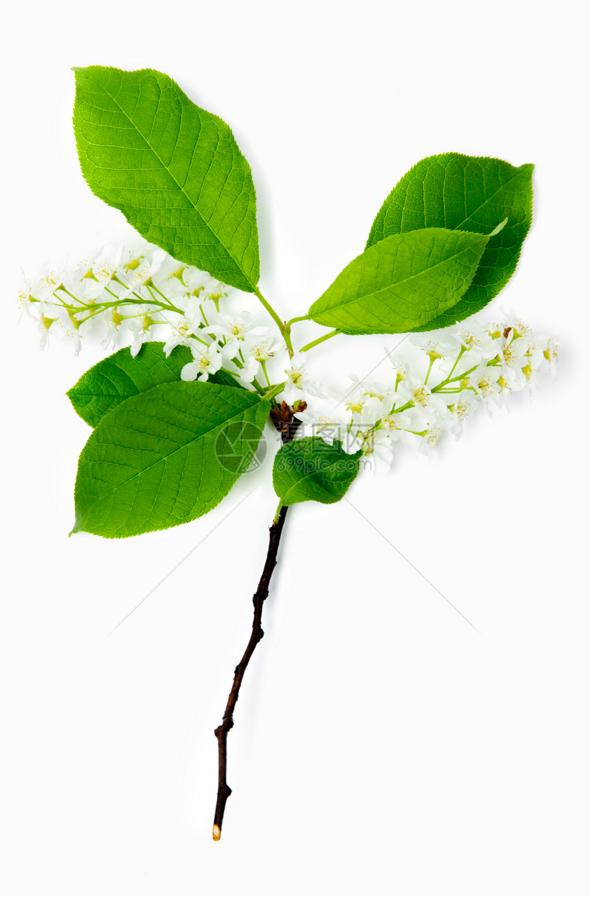 春花花枝条白色季节植物群生活植物绿色花瓣季节性叶子图片