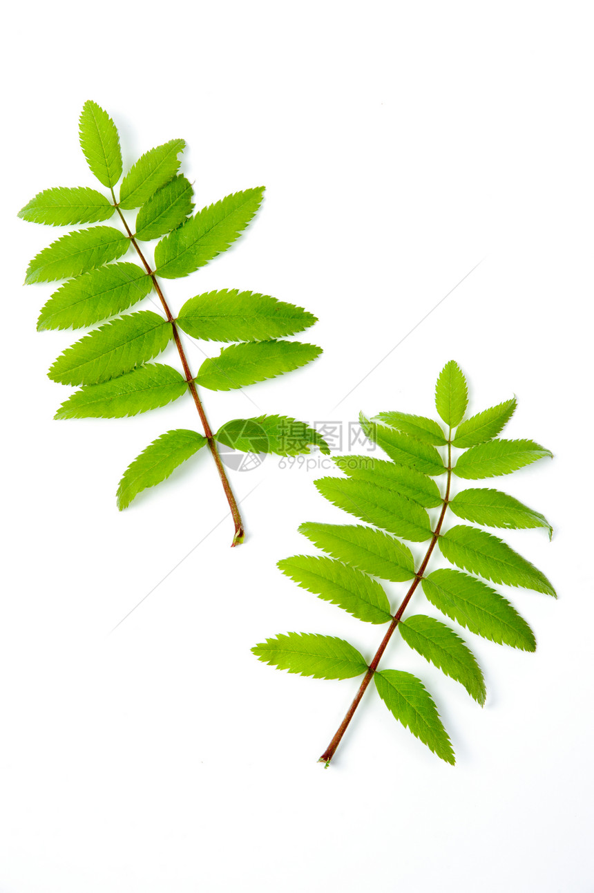 绿叶季节植物学叶子白色绿色植物静脉枝条图片