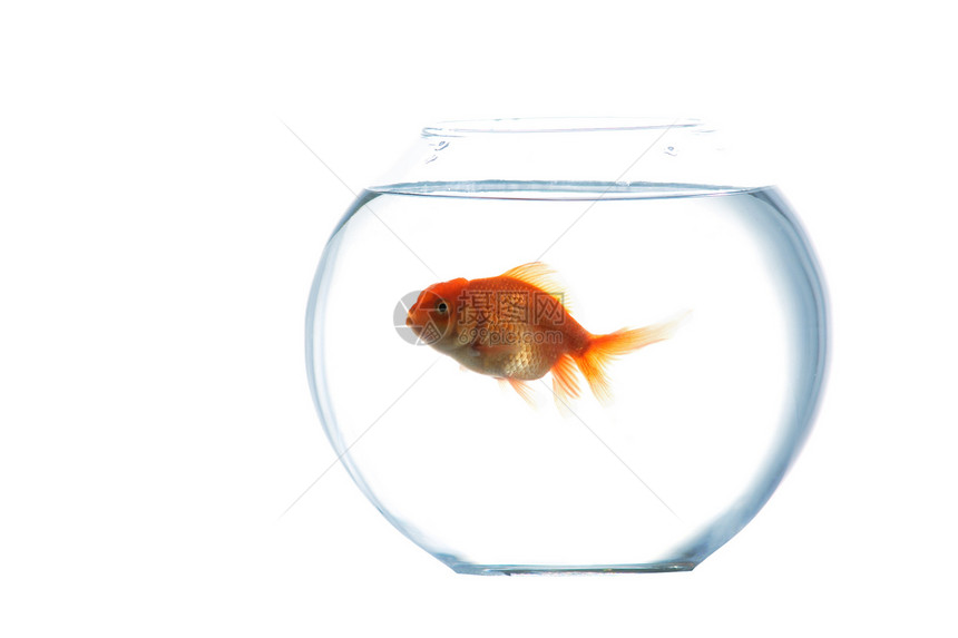 水族馆金鱼生活红色玻璃淡水活动动物学白色液体运动金子图片