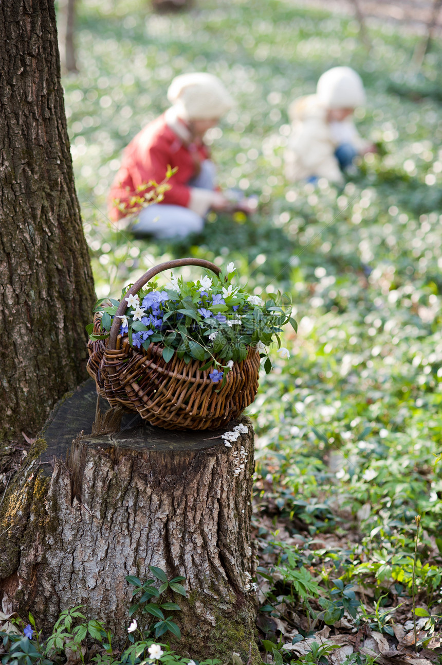 带春花的篮子森林姐妹风景友谊树木白头翁绿色童年叶子植物群图片