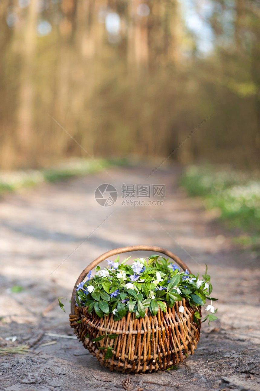 篮子里的鲜花绿色植物群木头场景活力柳条森林车道公园植物图片