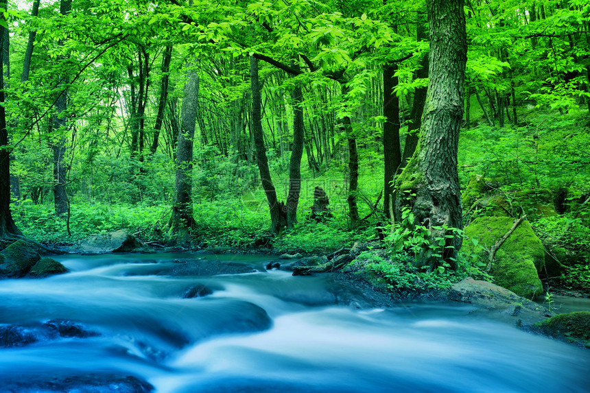 木柴中的河流运动森林叶子溪流岩石绿色地球图片