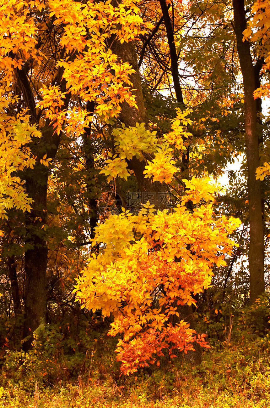 黄林叶子森林黄色花园天气绿色橙子金子木头季节图片