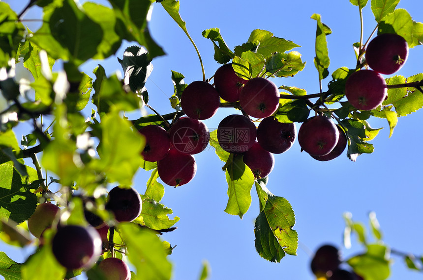苹果树 健美又新鲜又健康水果果园收成树叶季节食物花园园艺植物生长图片