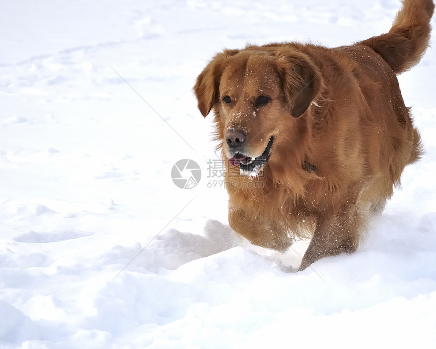 雪中金色猎人 快乐的狗天空小狗宠物外套暴风雪犬类天气毛皮朋友公园图片