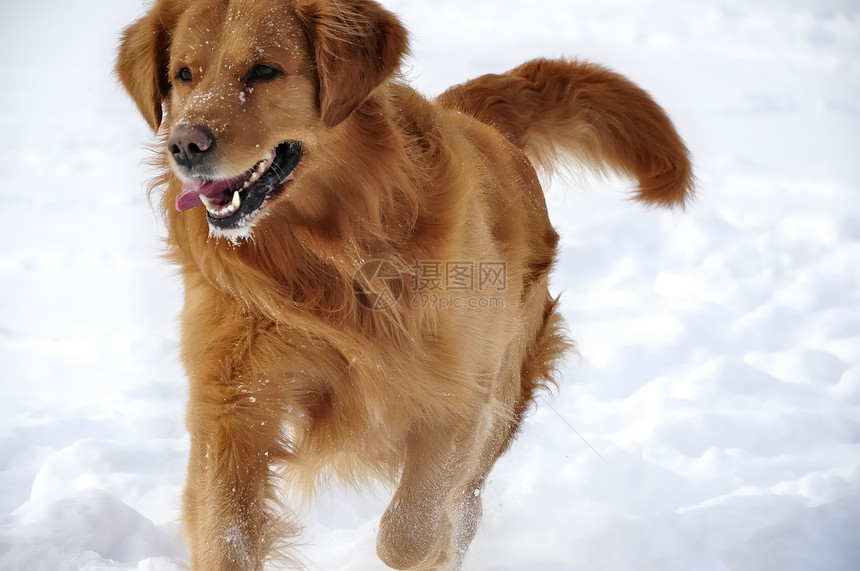 雪中金色猎人 快乐的狗蓝色乐趣天气哺乳动物暴风雪喜悦天空微笑犬类猎犬图片