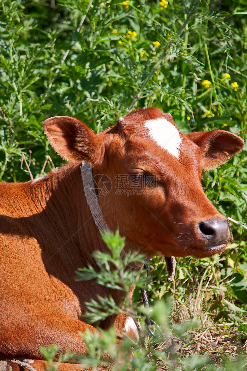 校准宠物农业家畜奶牛红色动物绿色图片
