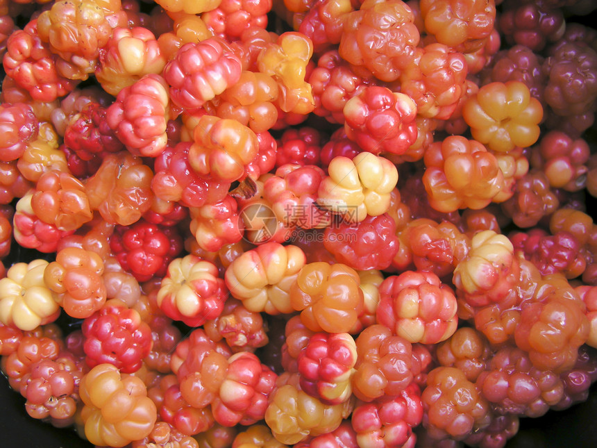 新鲜云莓橙子红色食物浆果植物荒野森林团体黄色季节图片